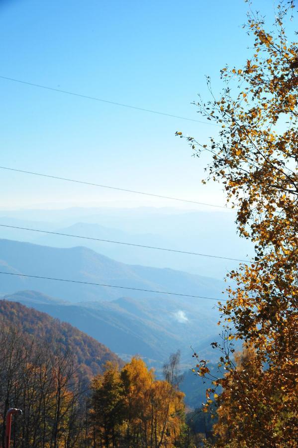 Krstojevic *